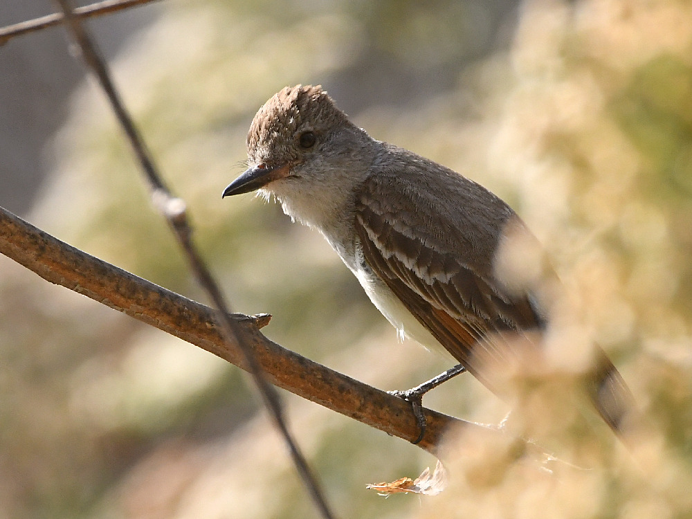 Flycatcher9.jpg