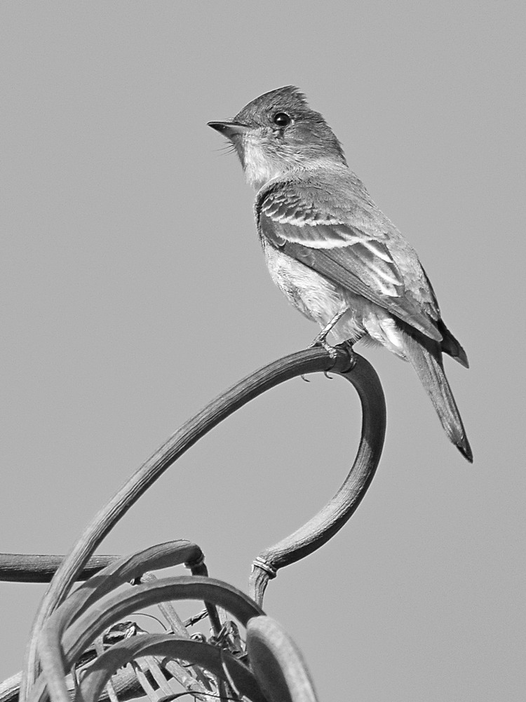 FlycatcherBW.jpg