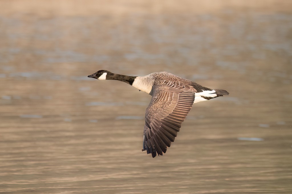 Flying Duck 1.jpg