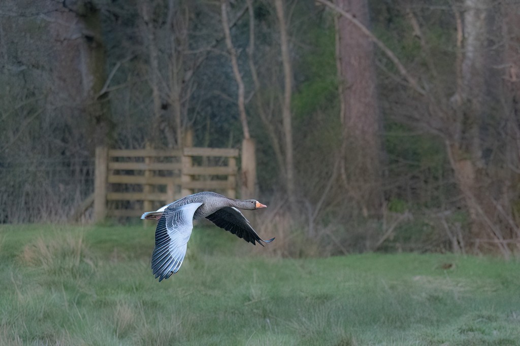 Flying Duck2-1.jpg