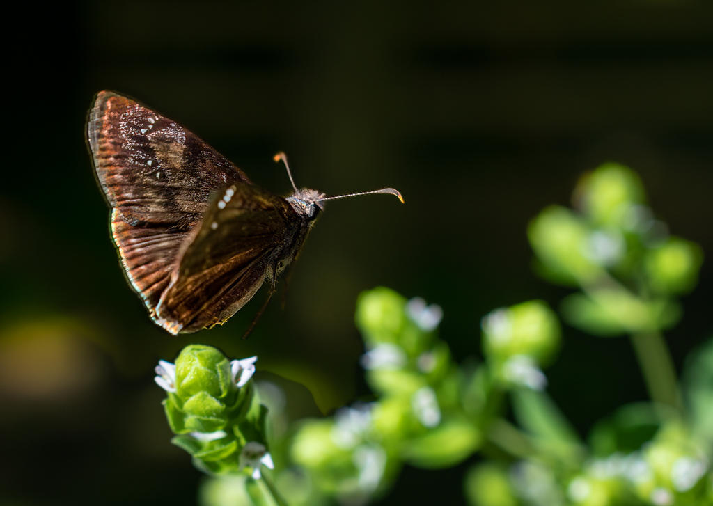 Flying Moth 1 (1 of 1).jpg