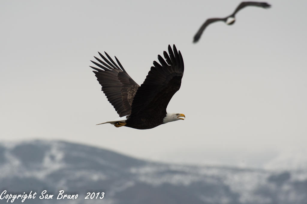 flying2-2.jpg
