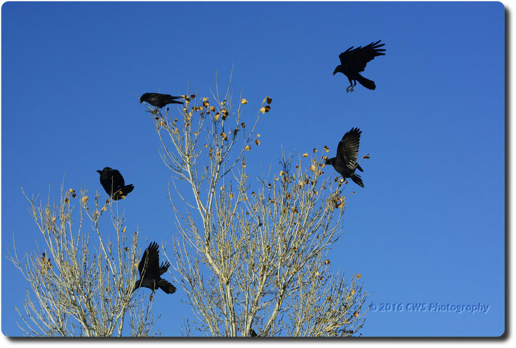 flying_D7K0408.jpg