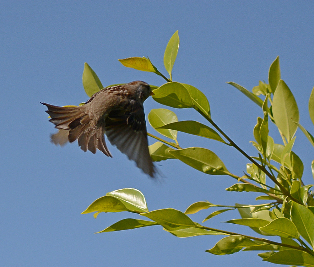 FlyingFinch.jpg