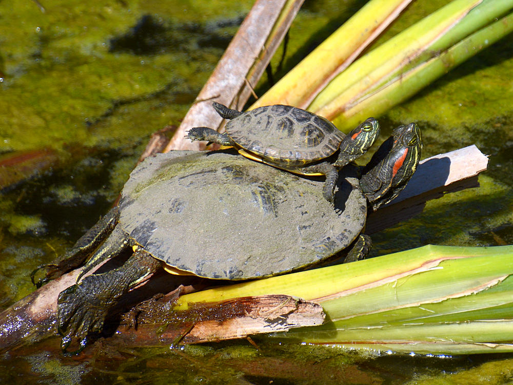 FlyingTurtle2.jpg
