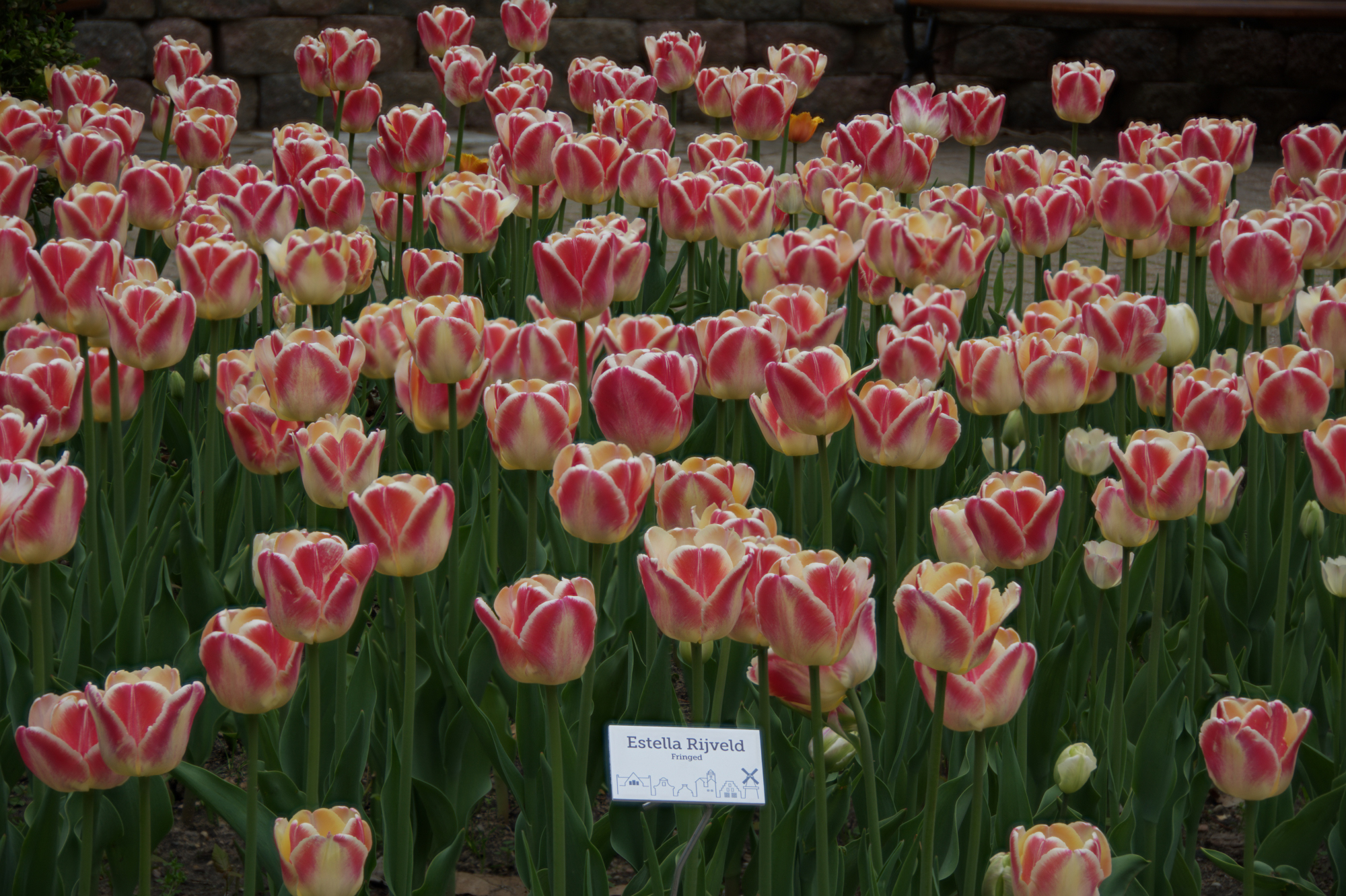 focus-stacked tulips.JPG