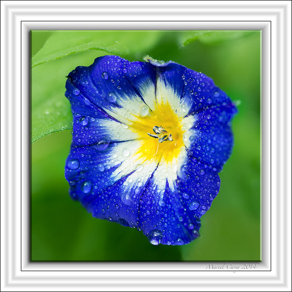 focus stacking 2.jpg