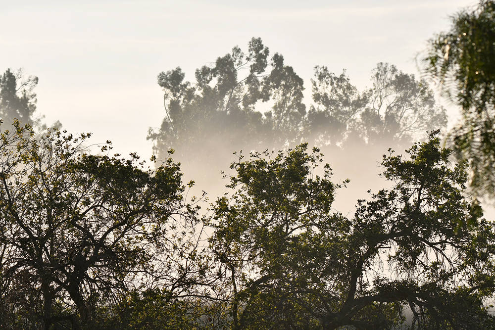 Fog.jpg