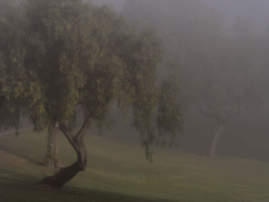 Fog.jpg
