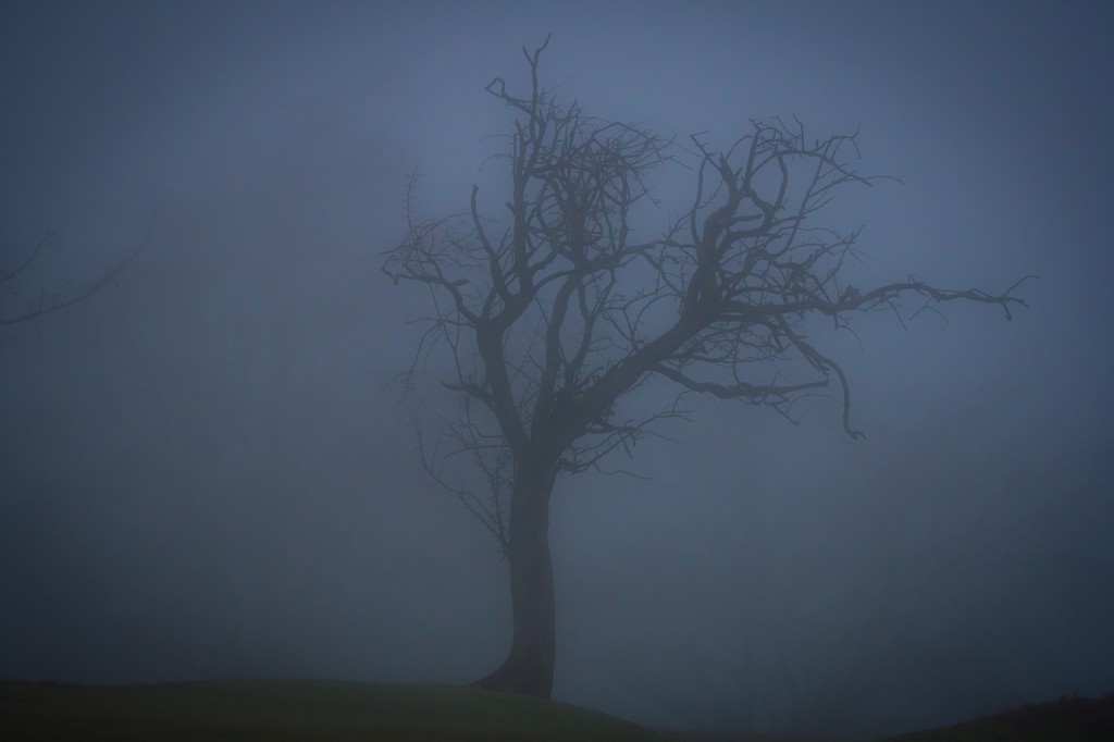 Fog3.jpg