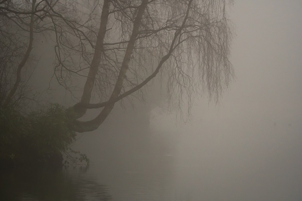 Fog4.jpg