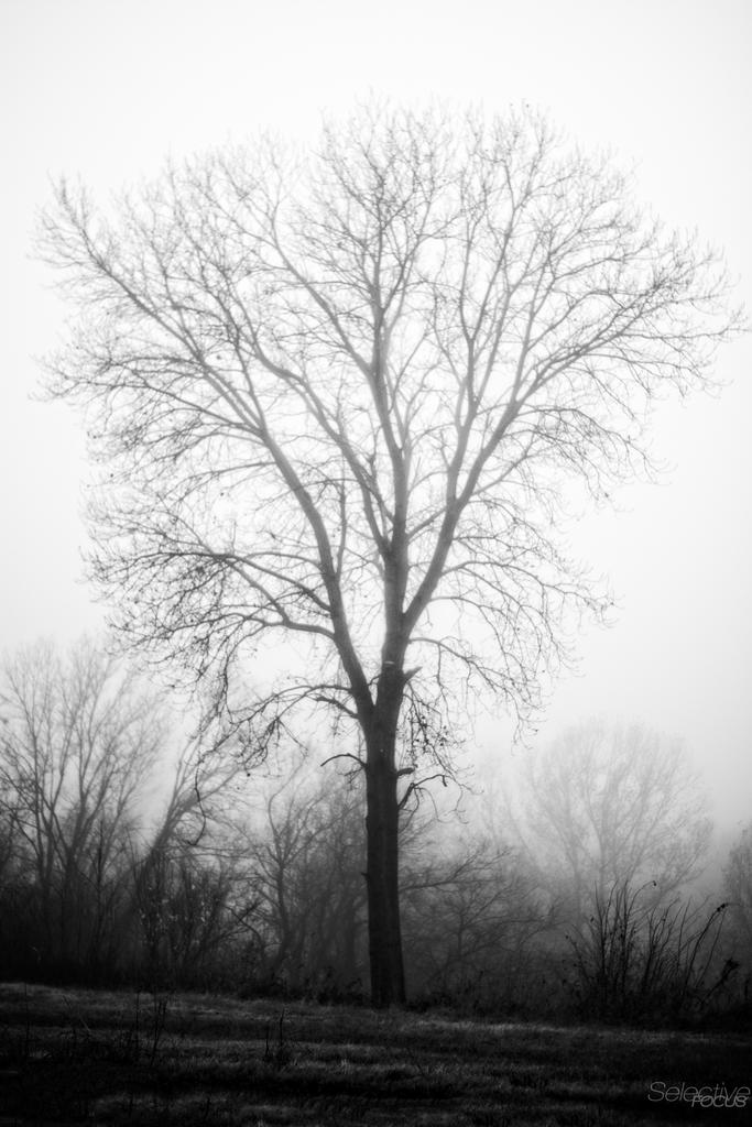 Fog7.jpg