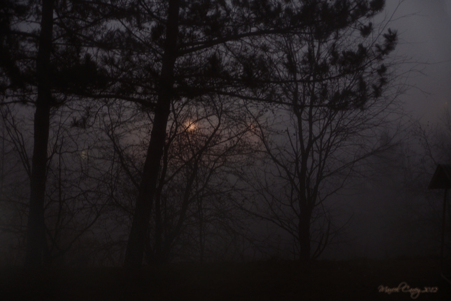 foggy day copy.jpg