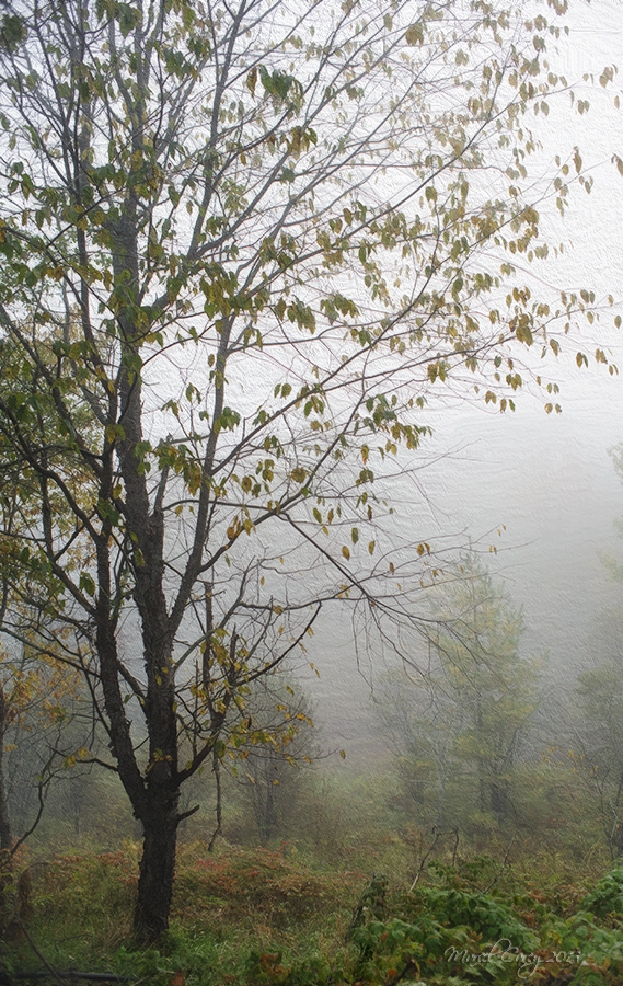 foggy oct 1st.jpg