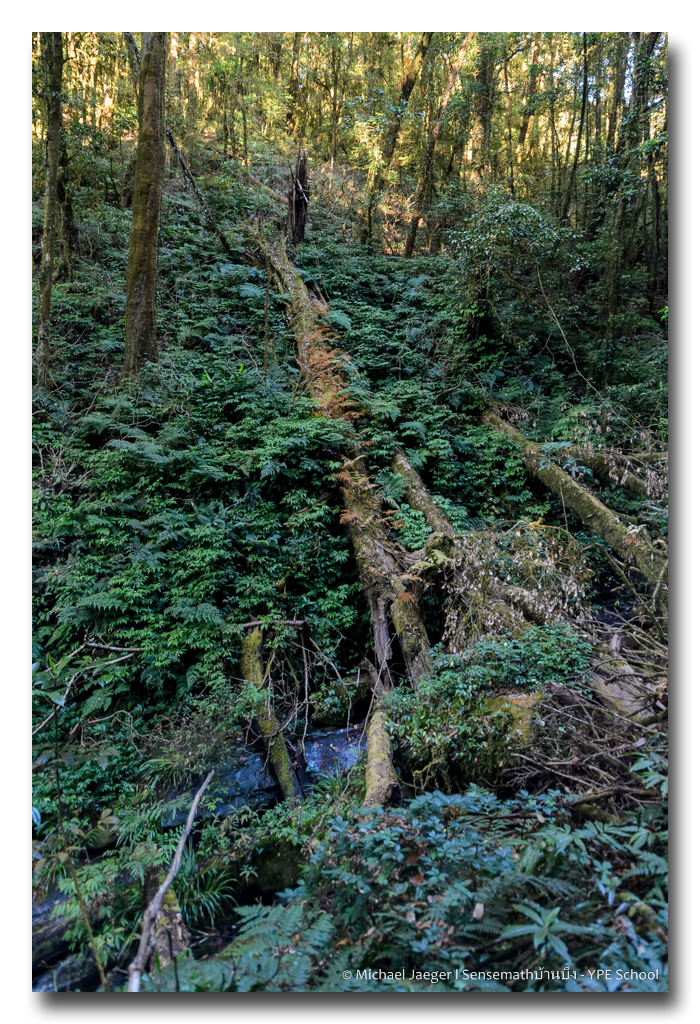 forest-1 (1).jpg
