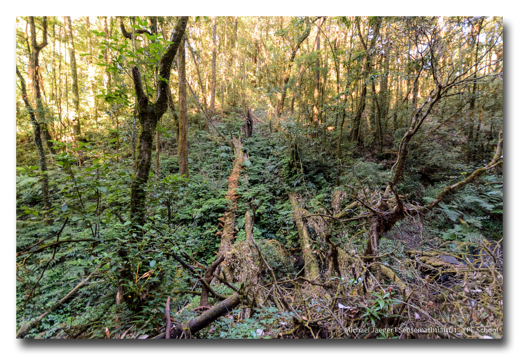 forest-1 (2).jpg