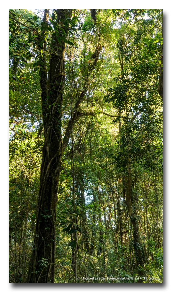 forest-1 (4).jpg