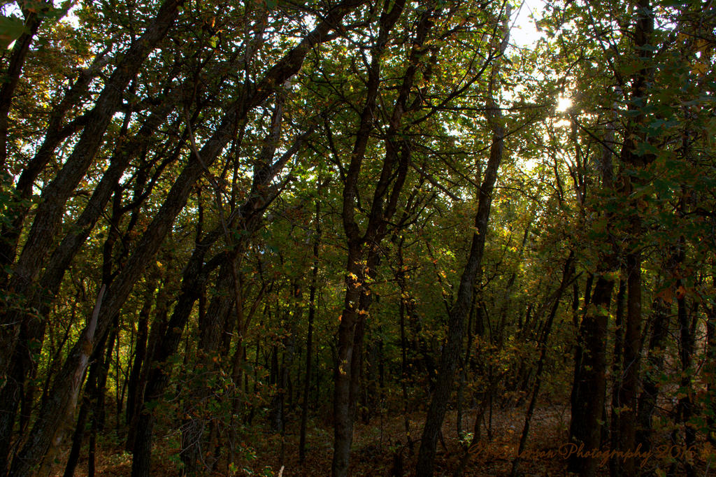 Forest  9-17-2016.jpg