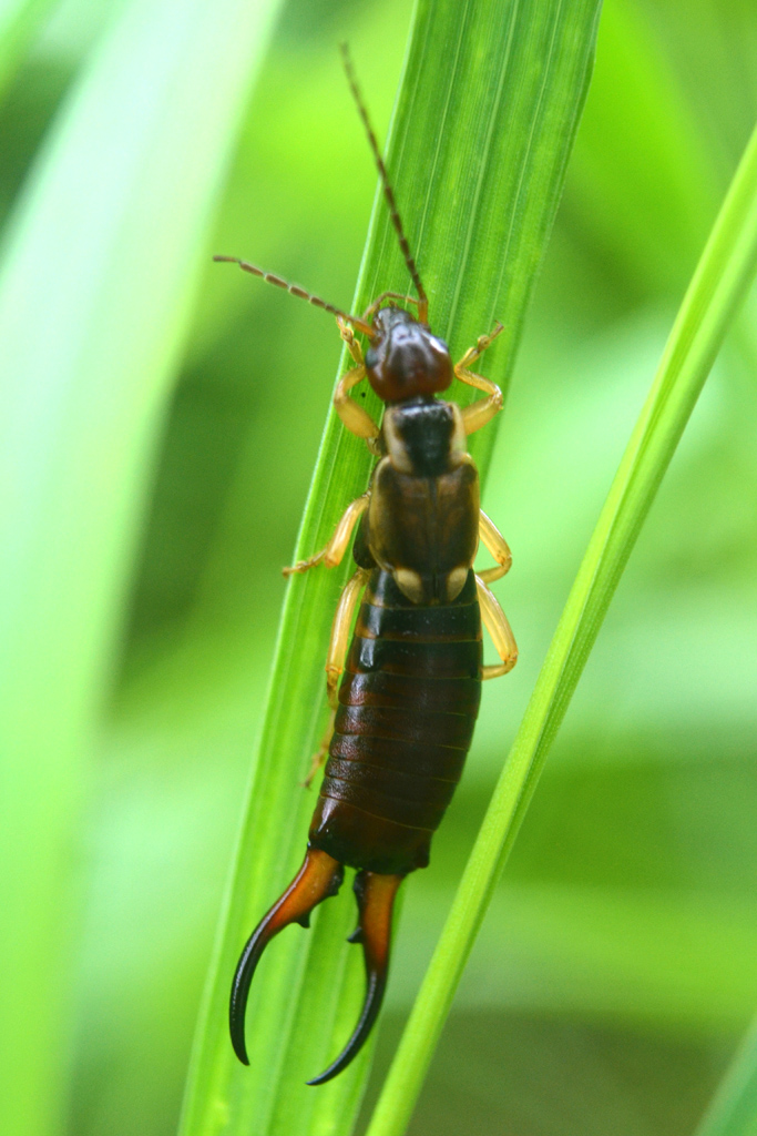 Forficula auricularia - male European Earwig.jpg