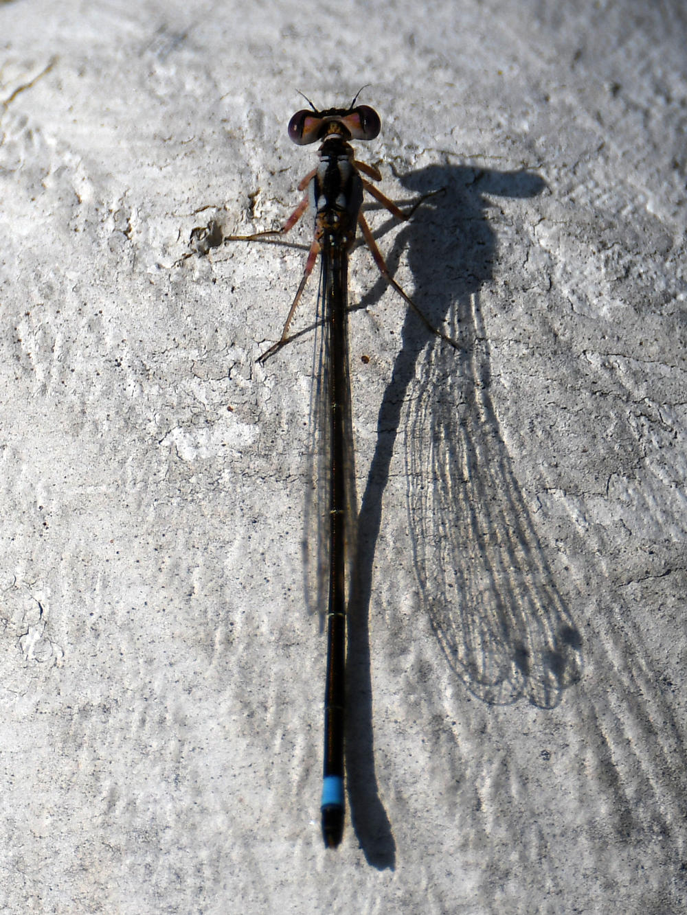 ForkTail5.jpg
