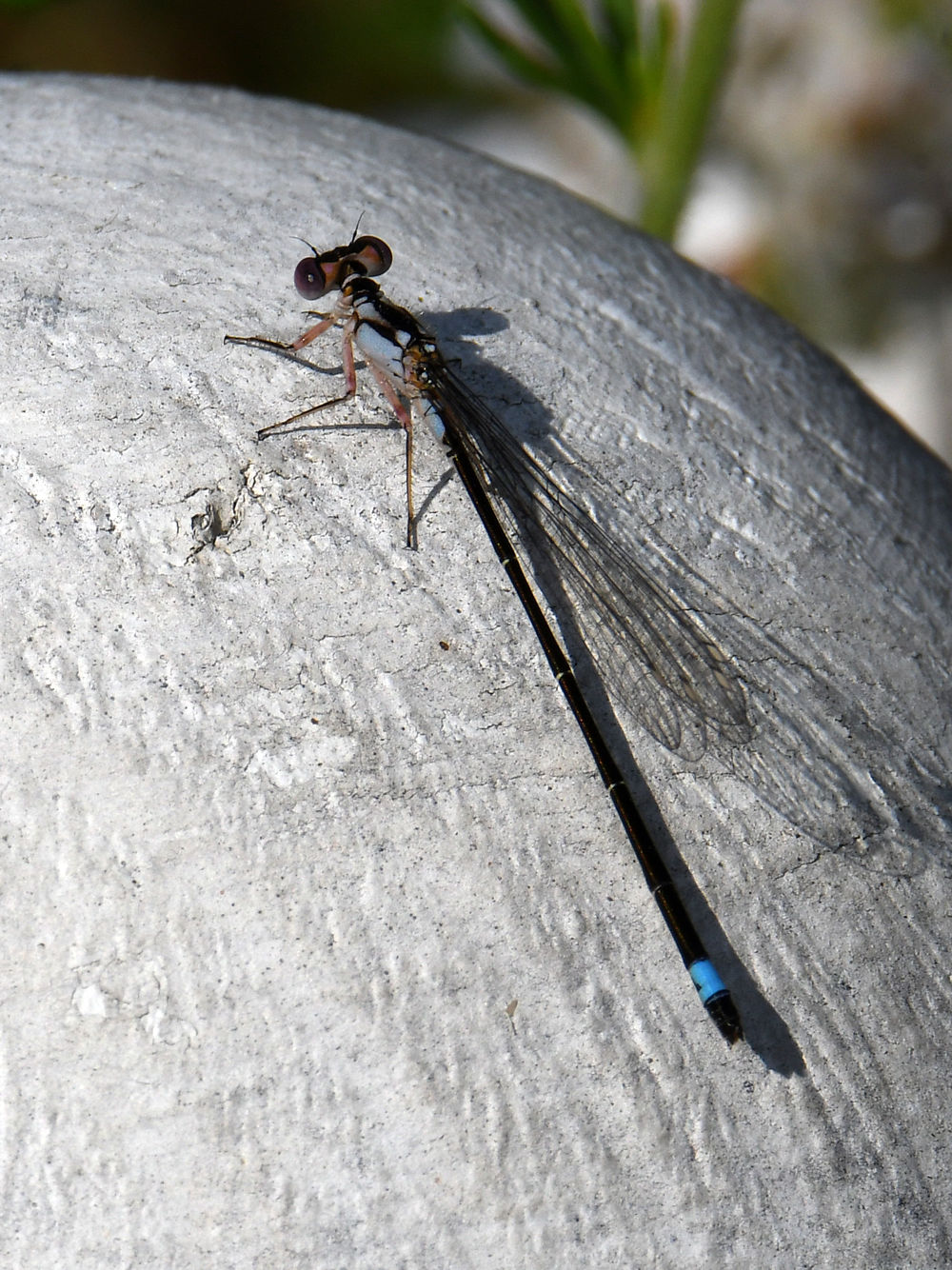 ForkTail8.jpg