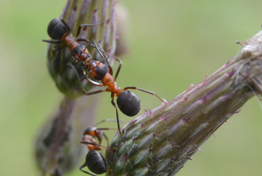 Formica rufa - Red Wood Ant 2.jpg