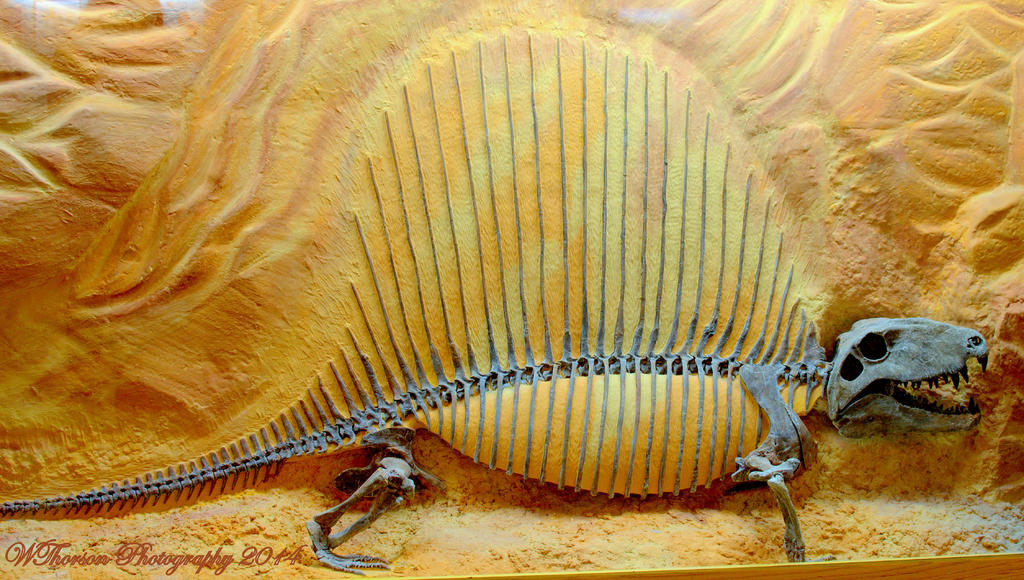 Fossil Dinosaur.jpg