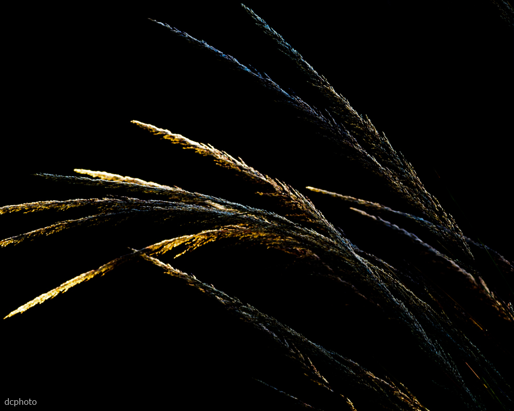 Fountain Grass.jpg