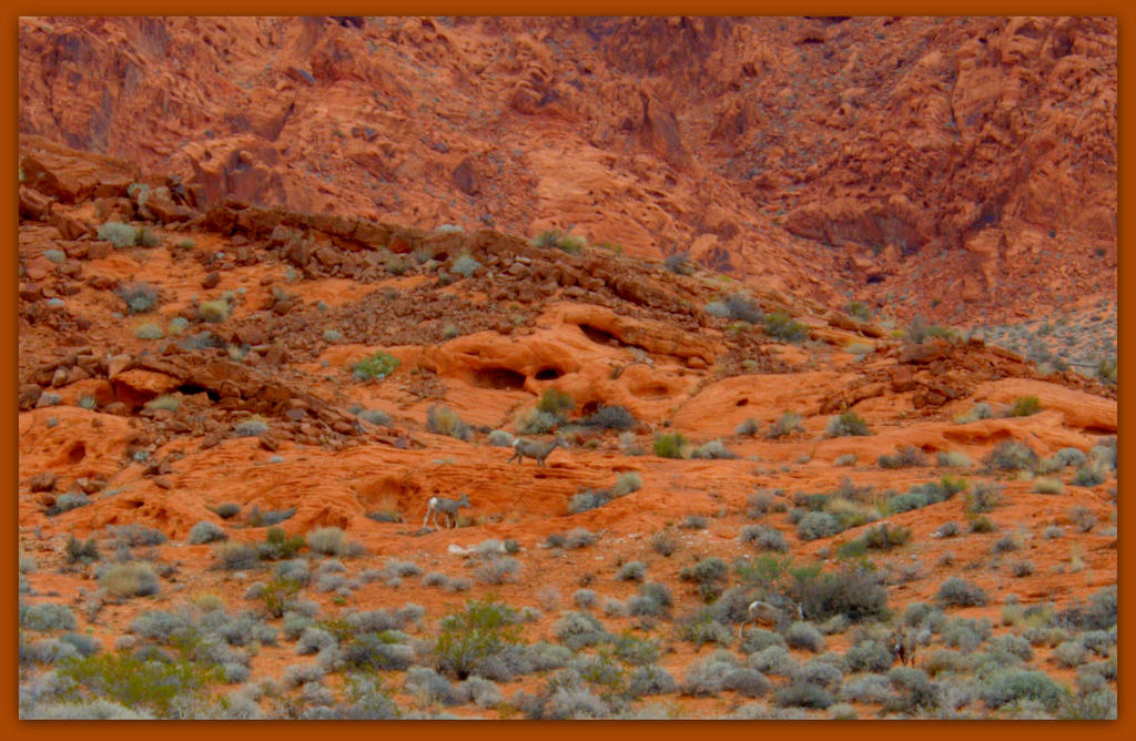 Four Big Horn Sheep in Valley of Fire.jpg