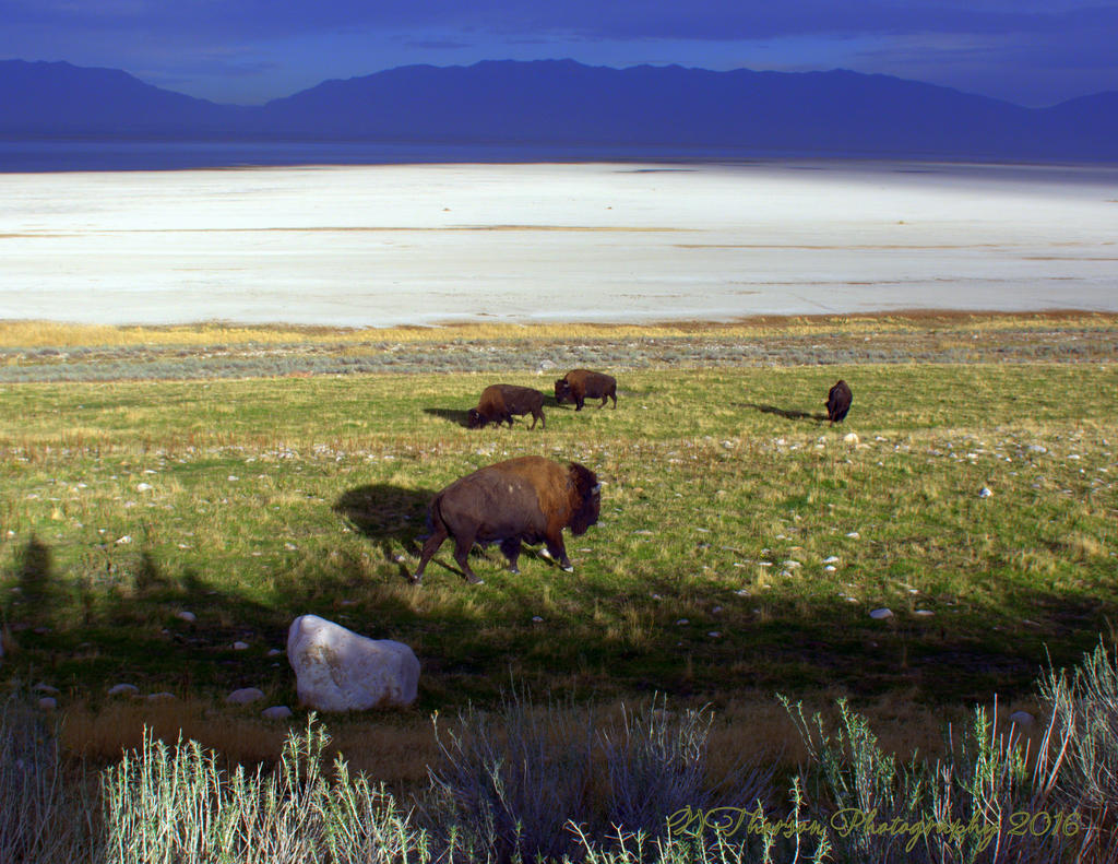 Four Buffalo on Antelope Island 10-14-2016.jpg