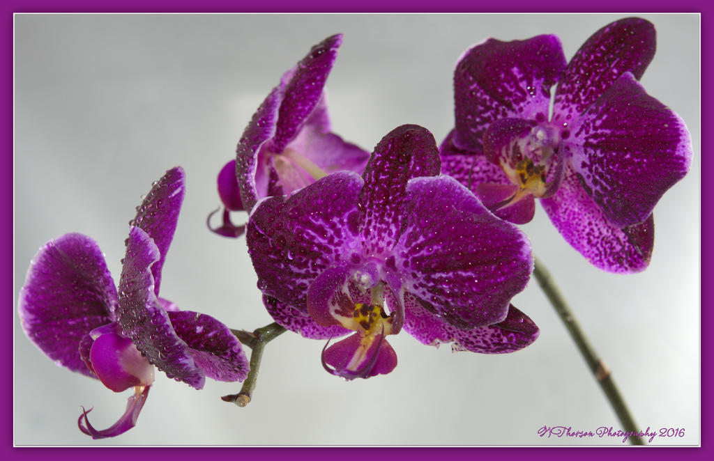 Four Dark Purple Orchid's 5-6-2016.jpg