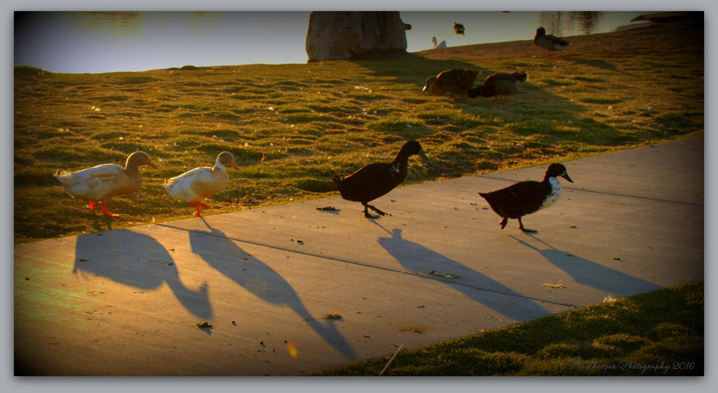 Four Ducks and Their Shadows 3-31-2016.jpg