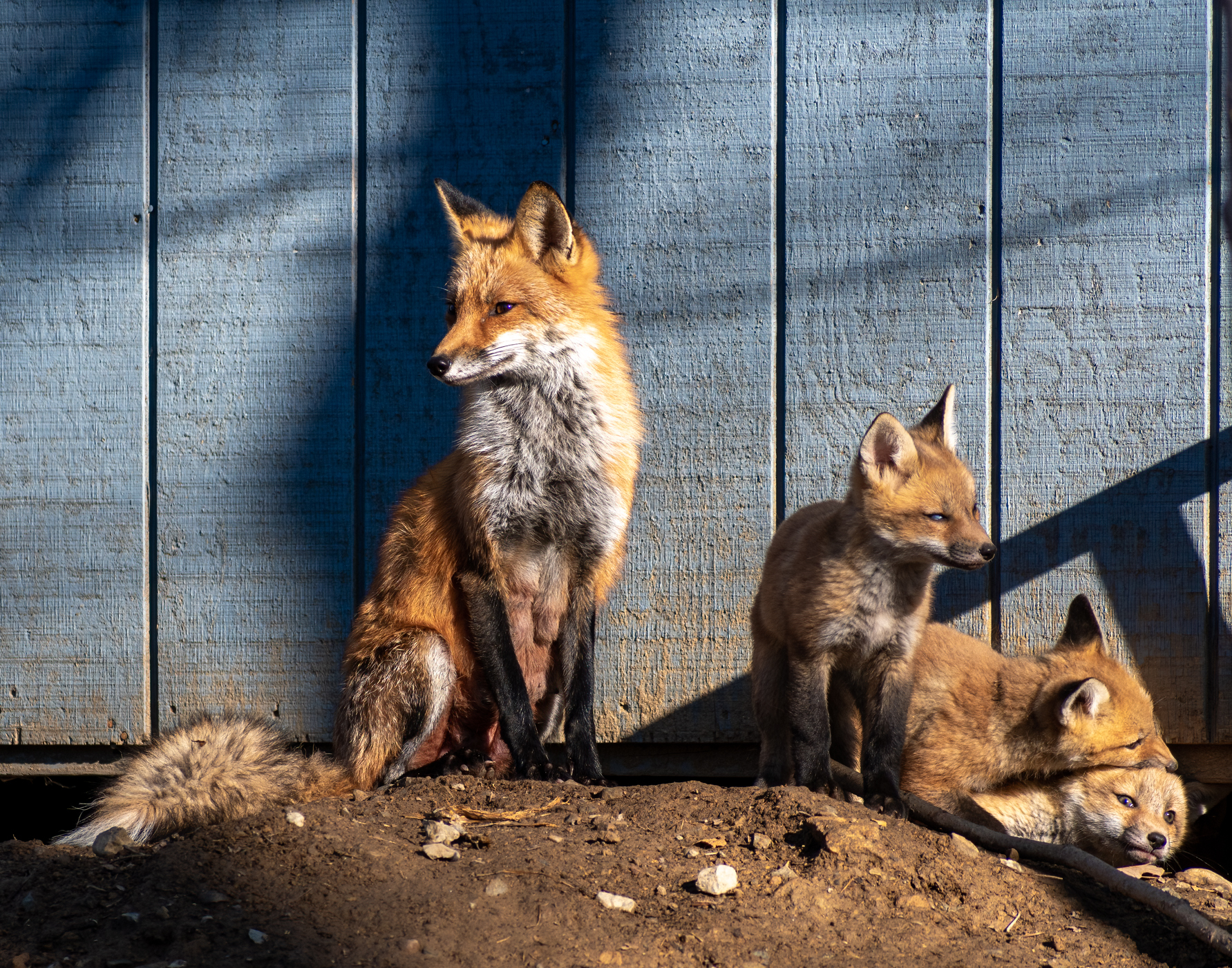 Fox Family Portrait (1 of 1).jpg