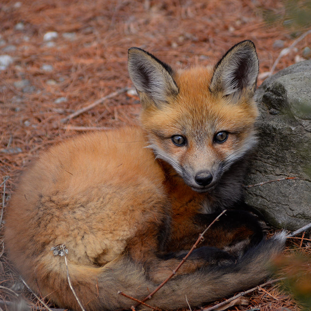 Fox pup.jpg