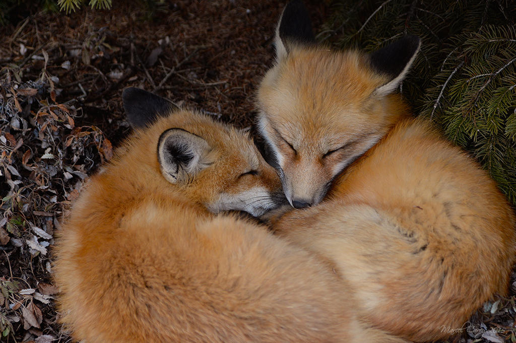 Fox pups.jpg