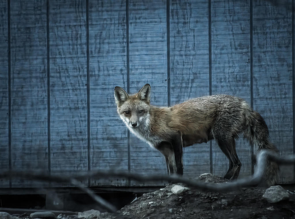 Fox Shed Desaturated (1 of 1).jpg