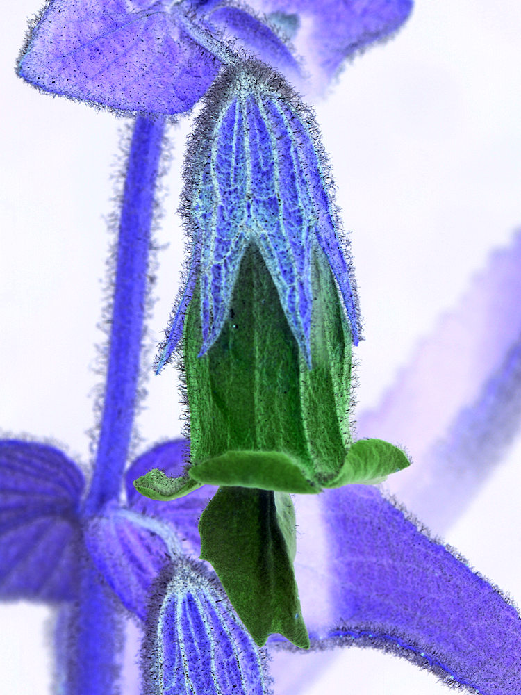Fragrance2.jpg