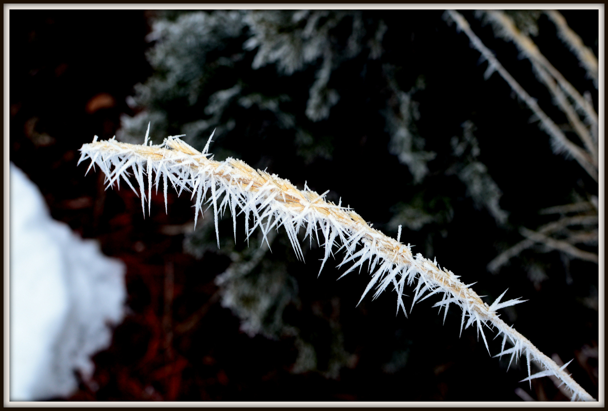 FREEZING FOG 056.JPG