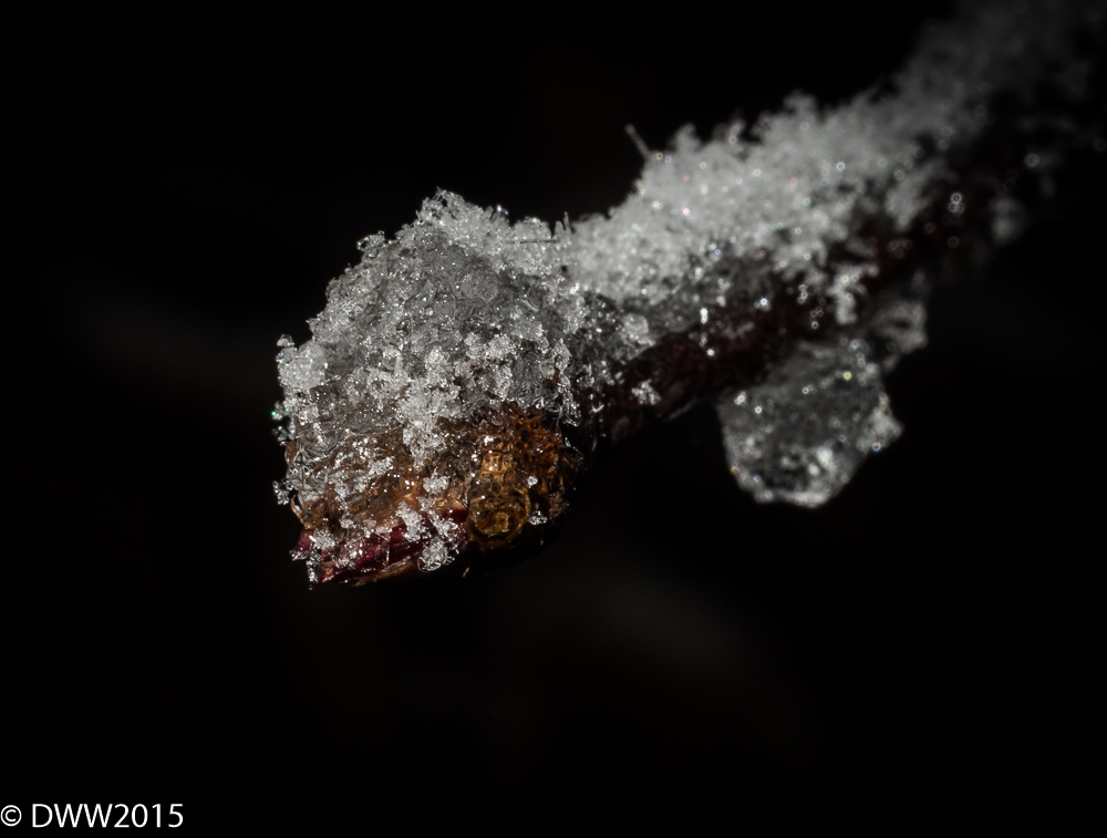 Freezing Over (1 of 1).jpg