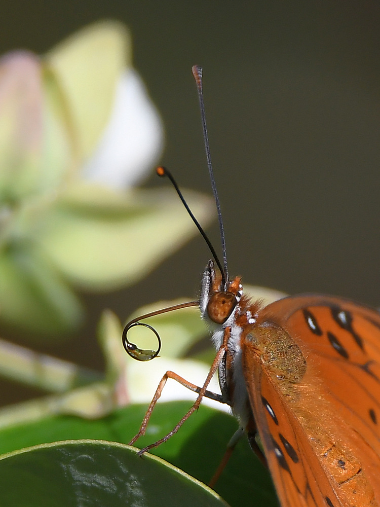 Frit5.jpg