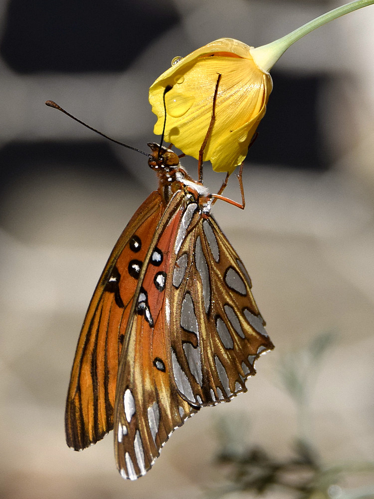 Frit7.jpg