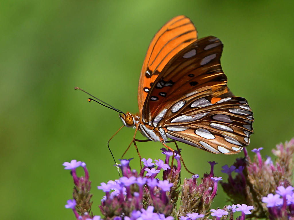 Frit8.jpg
