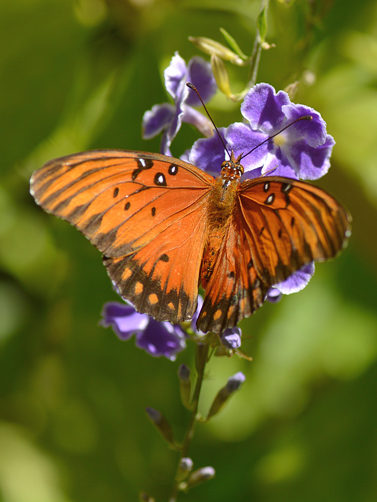 Fritilary.jpg