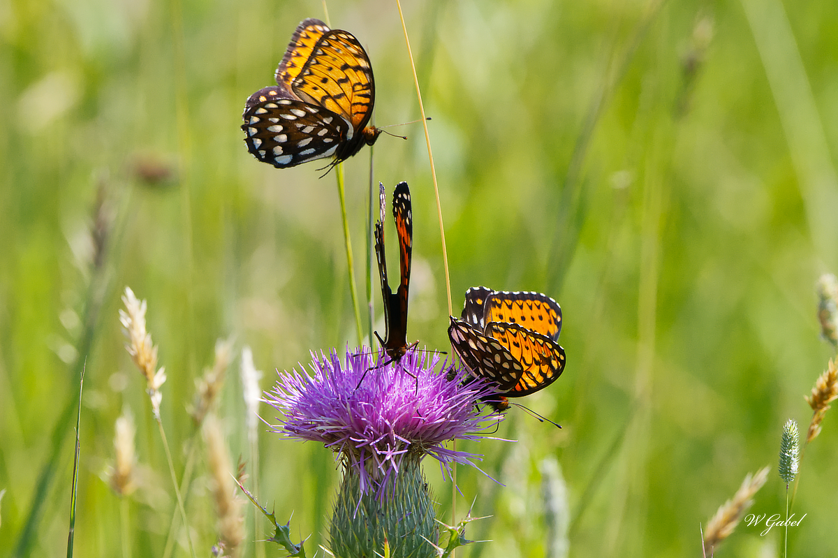 Fritillary sm.jpg