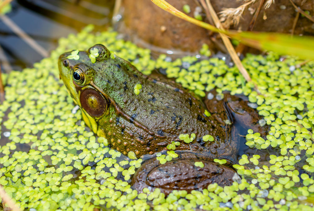 Frog 1 (1 of 1).jpg