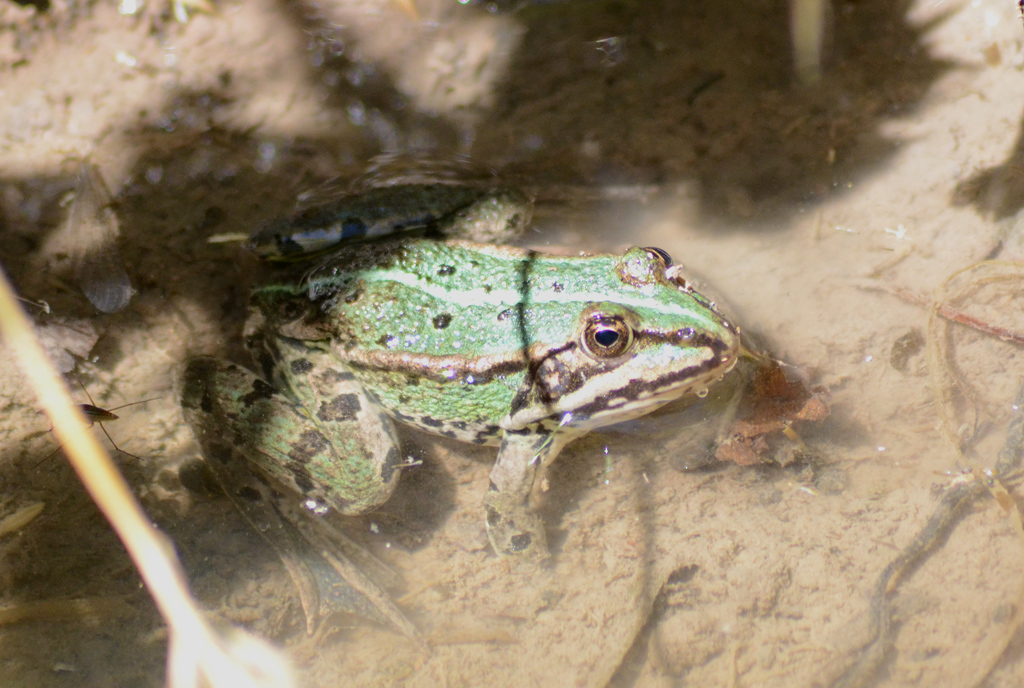 Frog 1.jpg