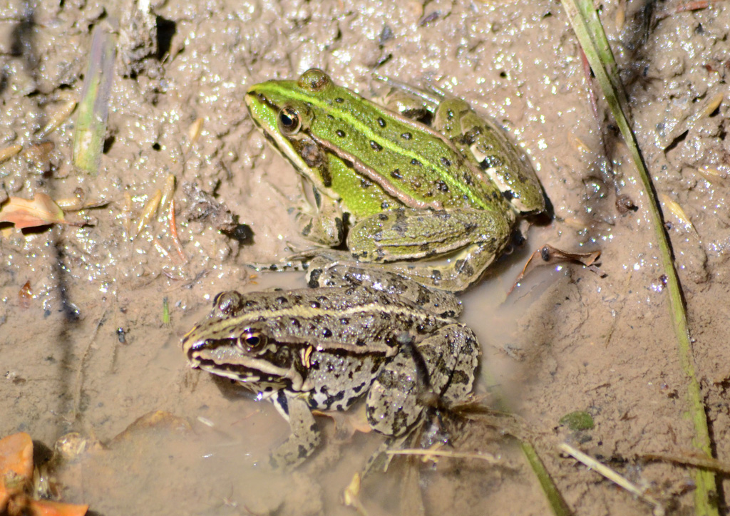 Frog 2.jpg