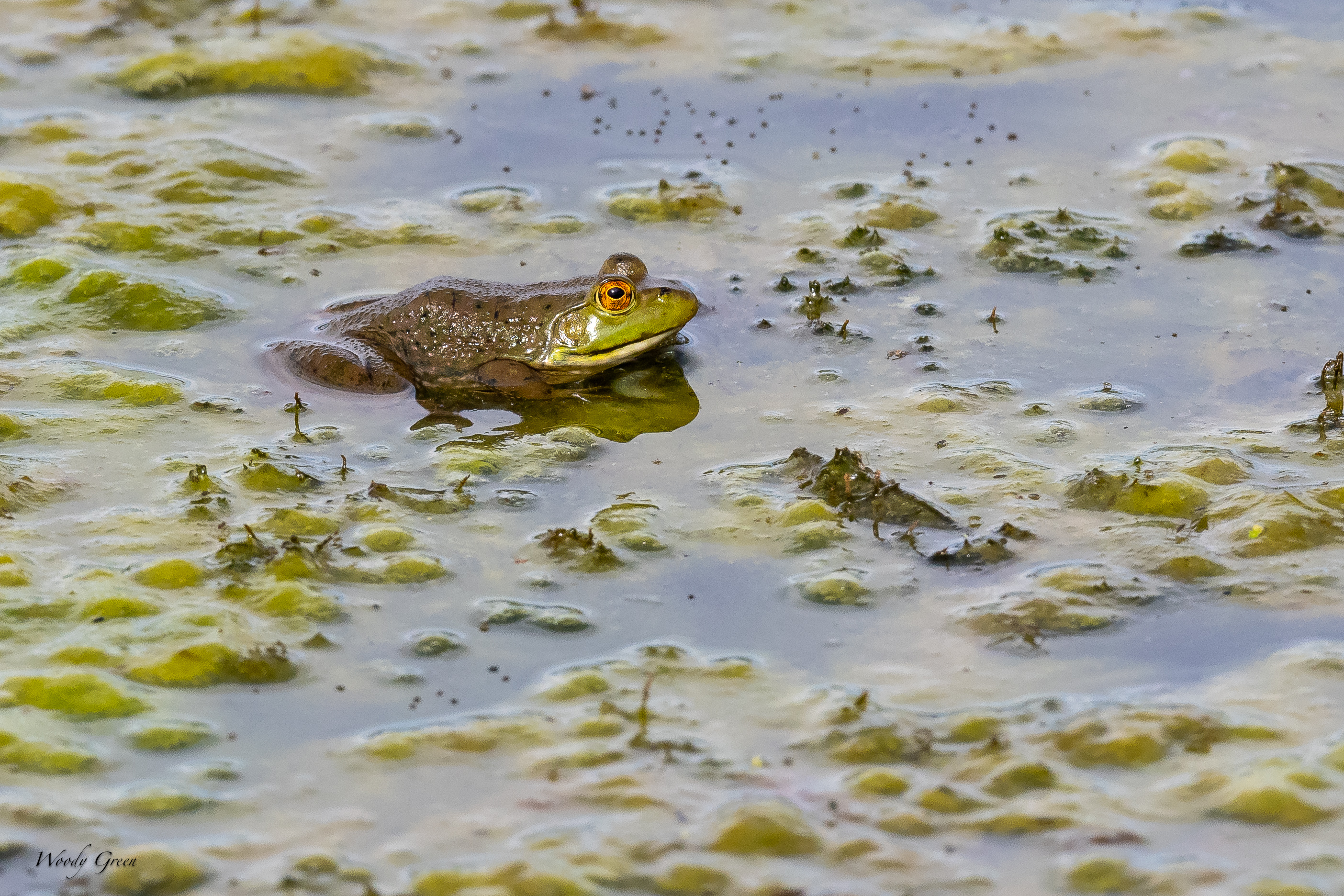 Frog-86.jpg