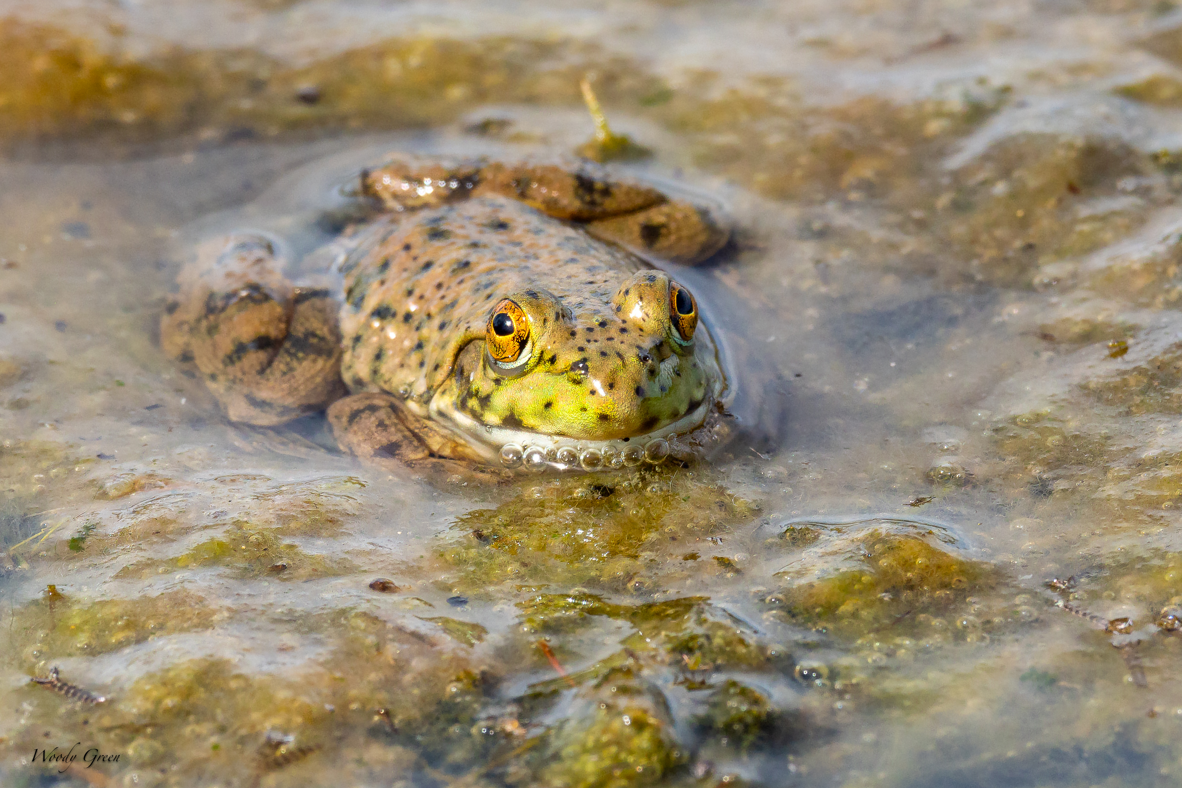 Frog-87.jpg