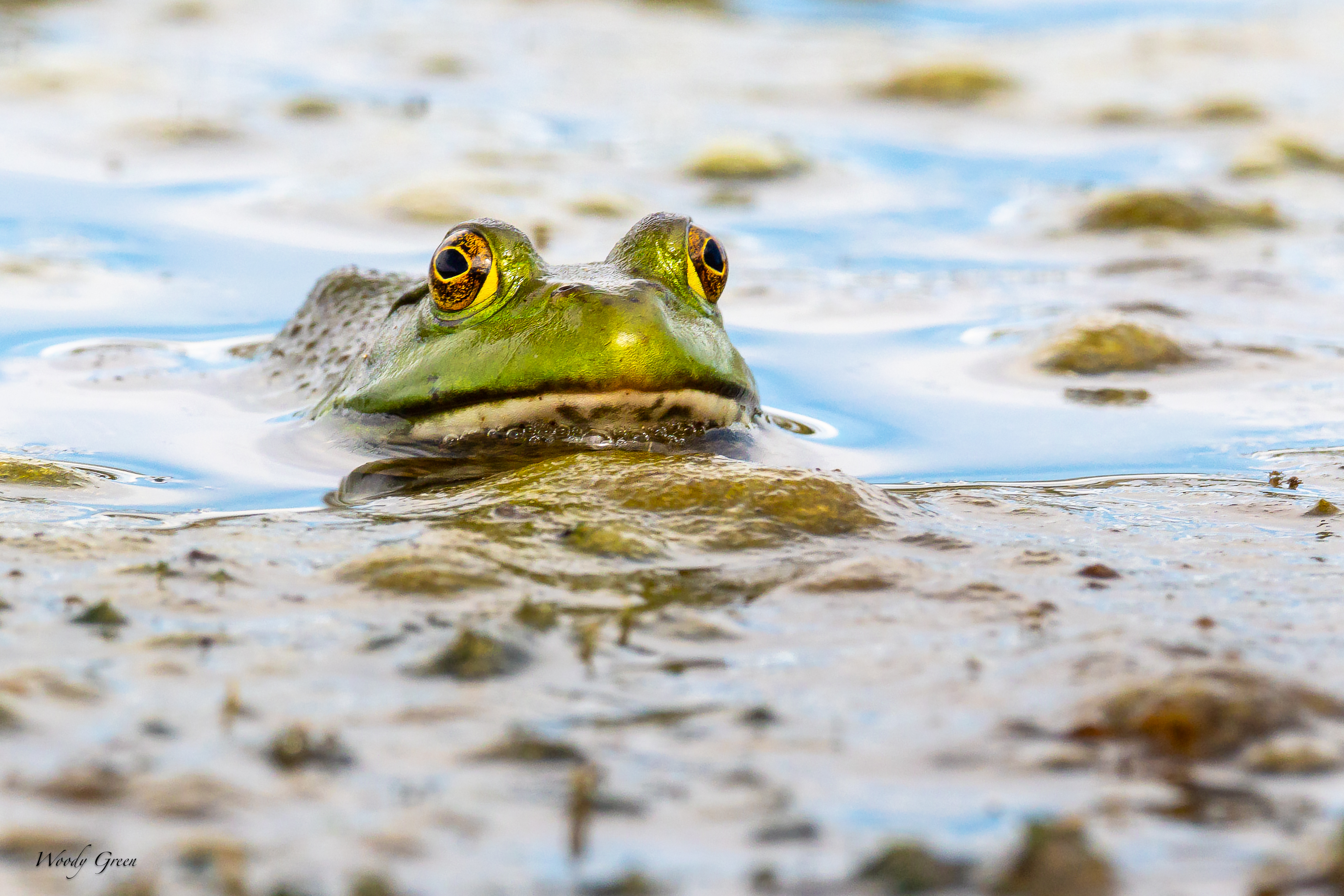 Frog-88.jpg